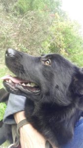 Bruno